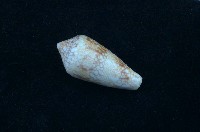 藏品(芋螺)的圖片